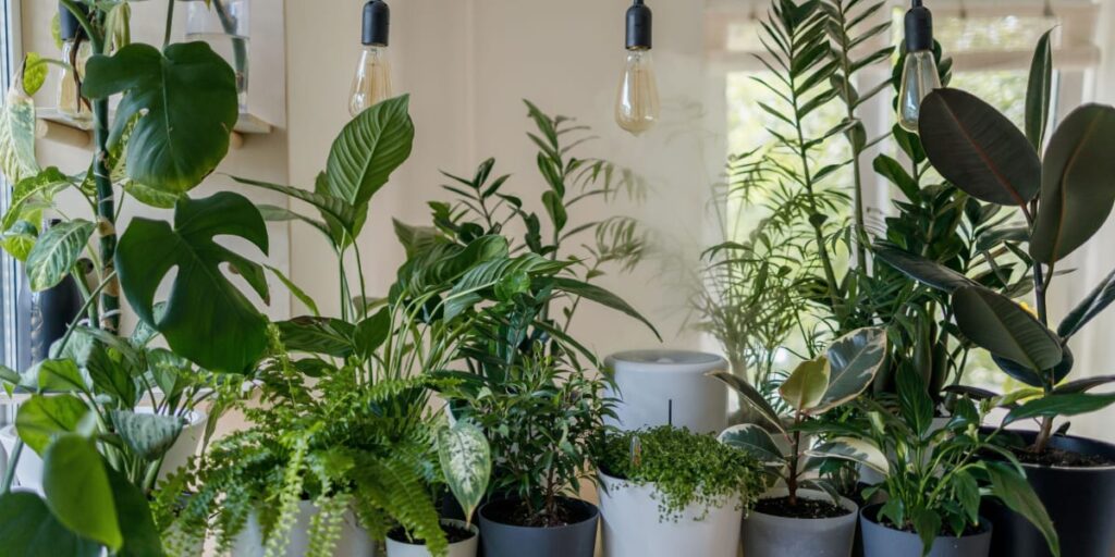 group of houseplants